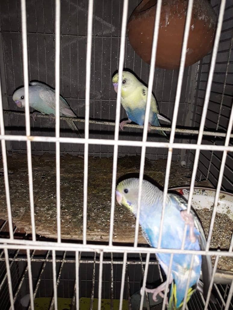 Astrelian Parrots Pairs Exchange possible. 7