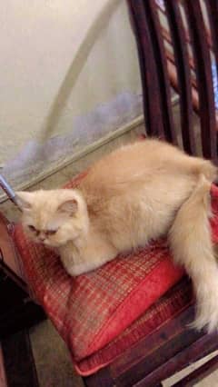 Persian Female Cat for sale