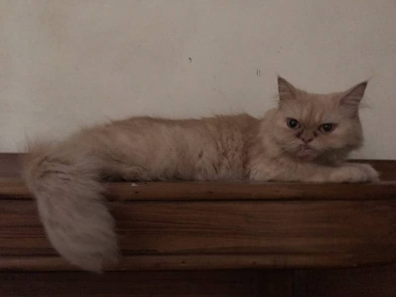 Persian Female Cat for sale 1