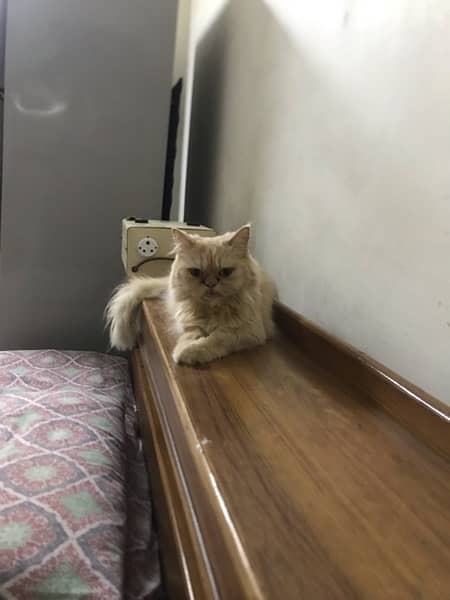 Persian Female Cat for sale 2