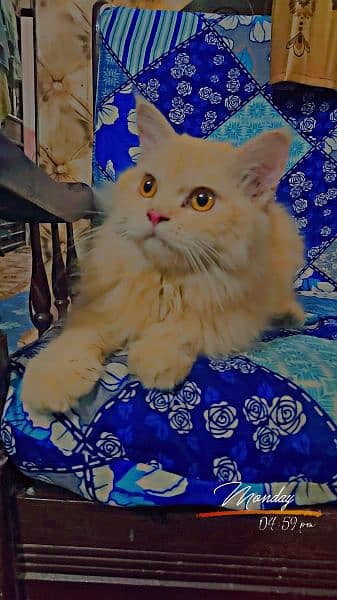 Persian/Russian Cats For Sale 2