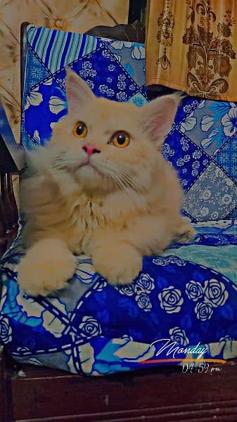 Persian/Russian Cats For Sale 7