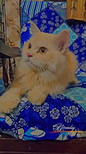 Persian/Russian Cats For Sale 10