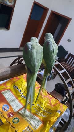 Raw parrot pair