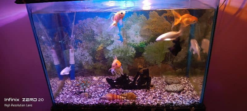 Black moore, Goldfish and White diamond fishes. 0