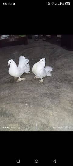 American white fan tail breeder pair for sale