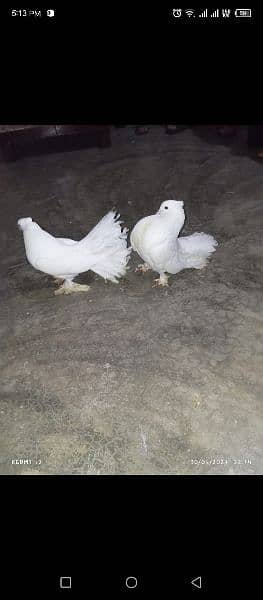 American white fan tail breeder pair for sale 2