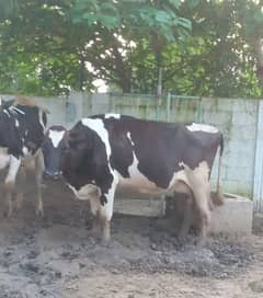 Buffalo /Friezan /dasi cow /بھینس/friesian cow/ Dutch Cows /Cholistani