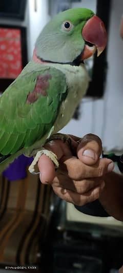 Raw Parrot Breader Male hand tame