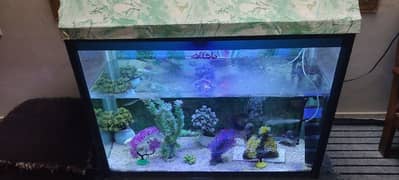 Fish aquarium 0