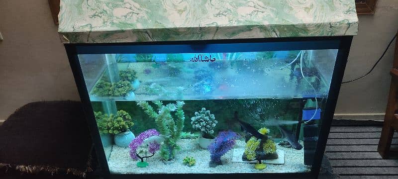 Fish aquarium 1