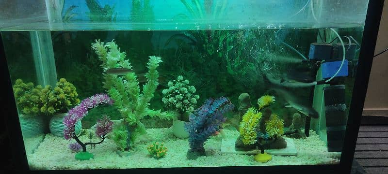 Fish aquarium 2