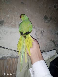 Ring neck patha (baby) for sale bite bilkul nahe karta