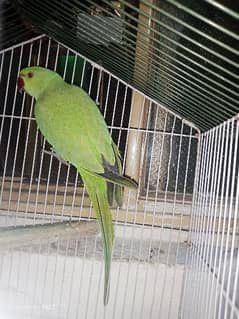 Ring neck parrot for sale