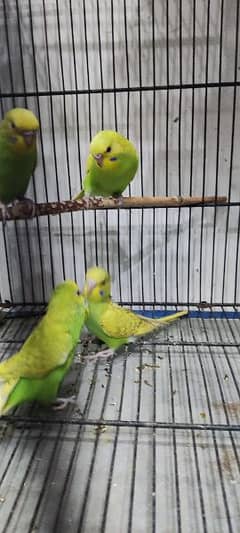 Australian parrots colony for sale