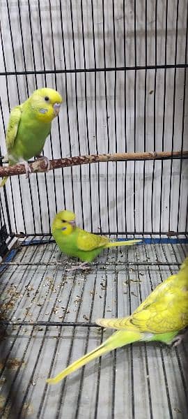 Australian parrots colony for sale 1