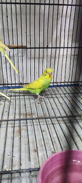 Australian parrots colony for sale 2