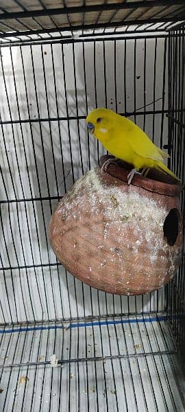 Australian parrots colony for sale 3