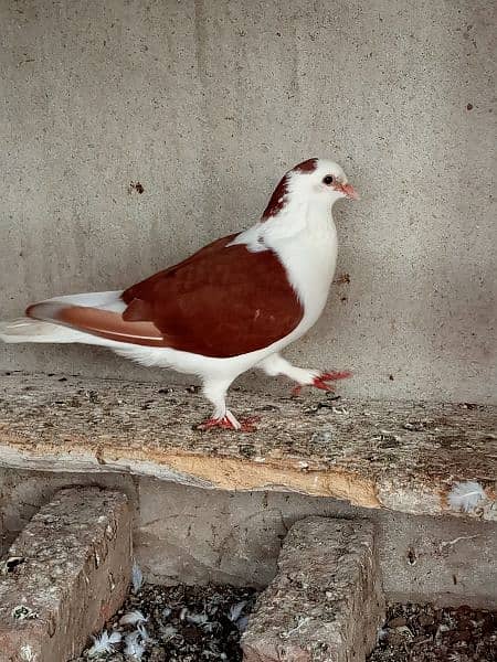 Kabotar Pigeon 3