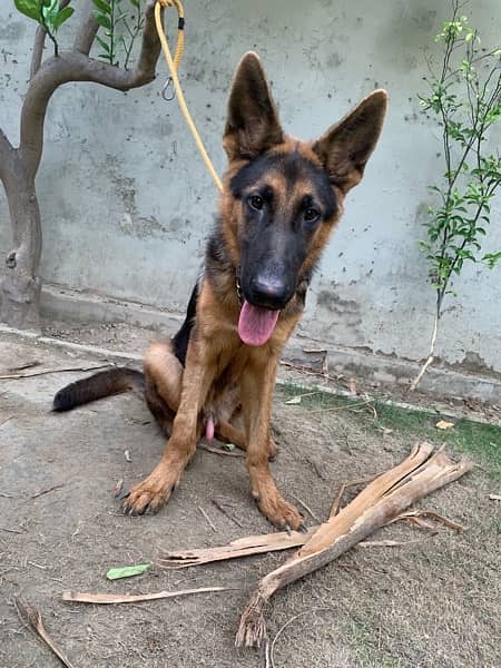 German Shepherd Male 1