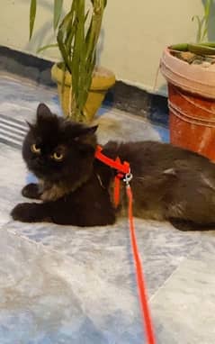 Black Male Persian Cat Age 11 months