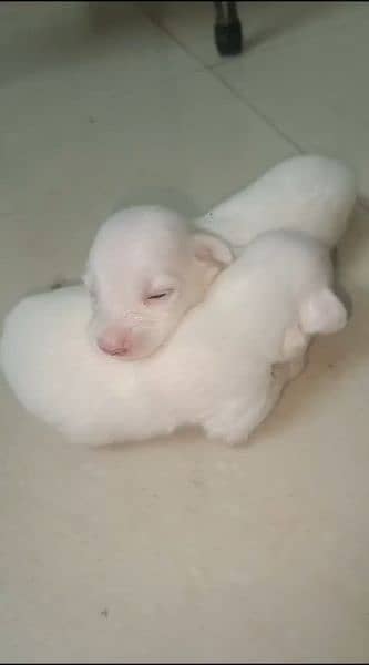 puppies of Russian dog pure white for sale 0.3. 0.0. 7.7. 9.1.1. 1. 2 1