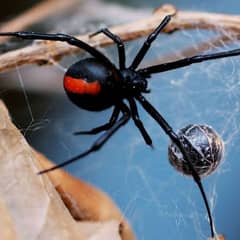 redback black widow with babies