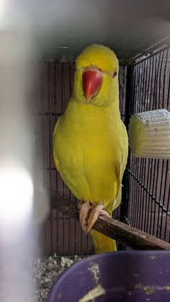 yellow ringneck