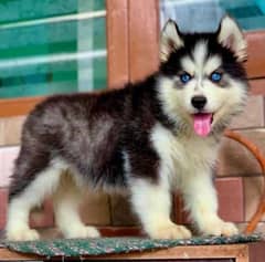 Siberian husky wooly coat puppies available