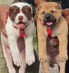 security dogs alabai pair 2 months for sale