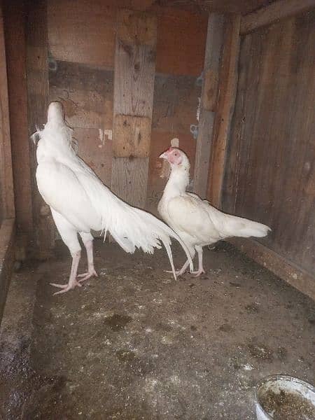 White heera pair 1