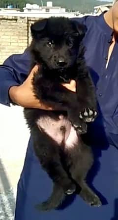 black gsd male