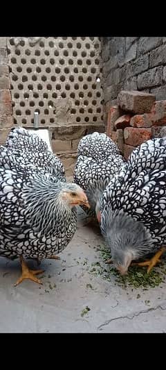 Silver laced wyandotte large size chicks available for sale