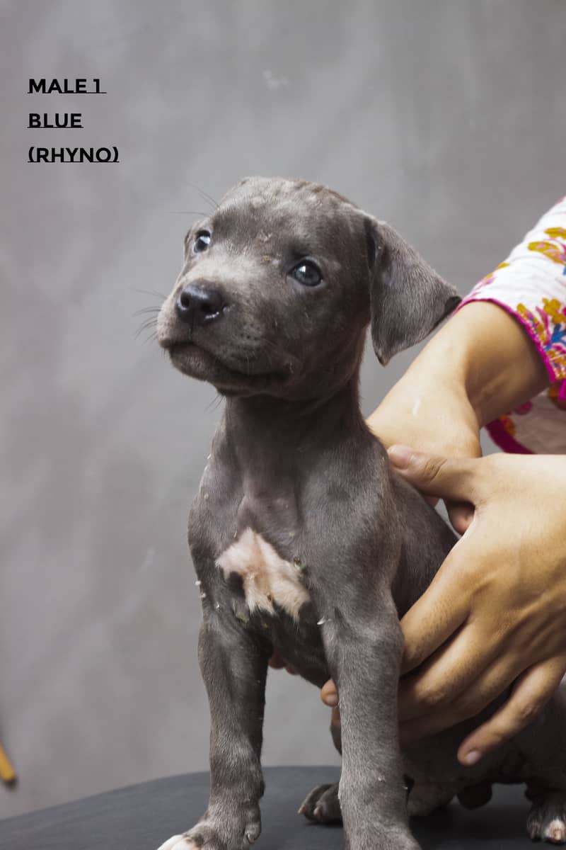 American Bully Puppy 2