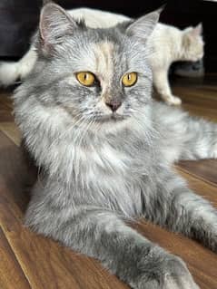 Persian Gray Colour Cat For Sale