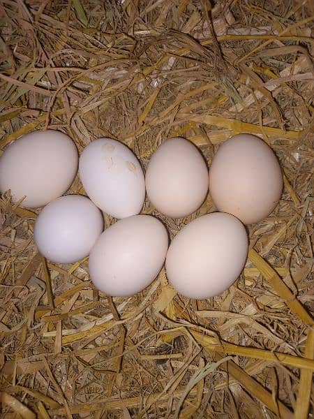 fresh desi eggs 0