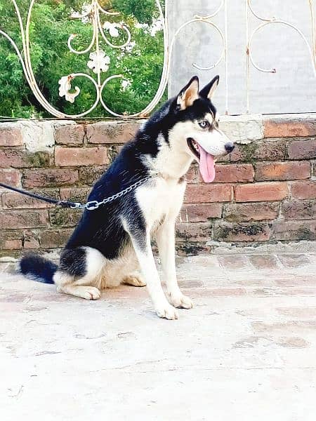 Husky  Female 1