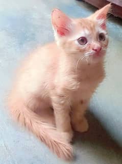 brawn male kitten