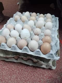 Golden misri hen eggs available