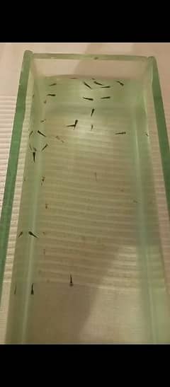 baby fishes for sale