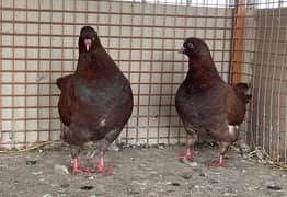 KING PIGEON (breeding pairs)