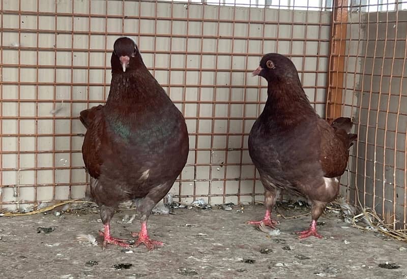 KING PIGEON (breeding pairs) 0