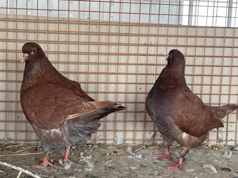 KING PIGEON (breeding pairs) 1