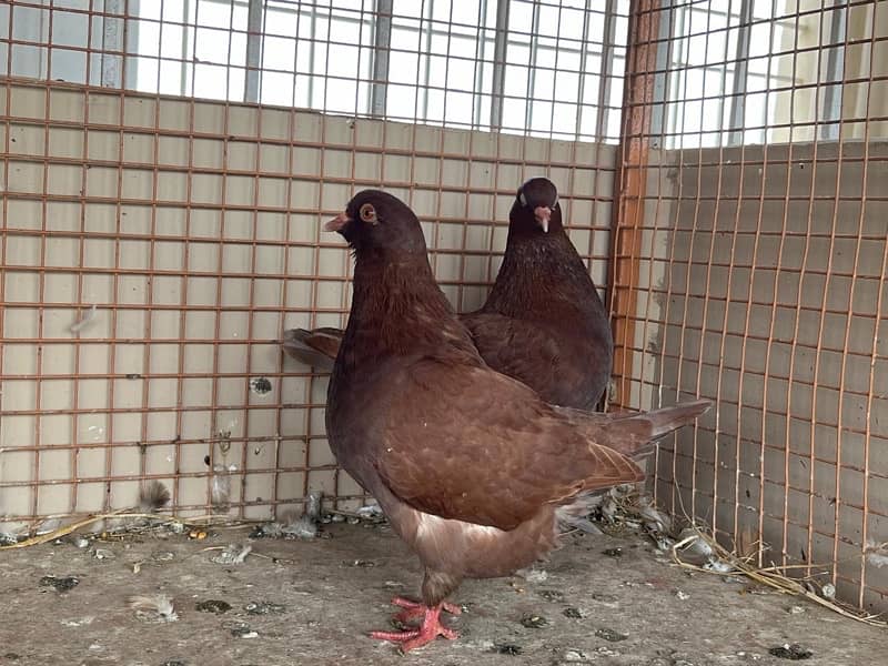 KING PIGEON (breeding pairs) 2