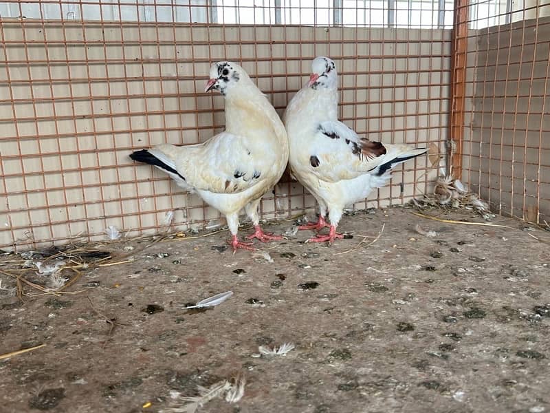 KING PIGEON (breeding pairs) 3