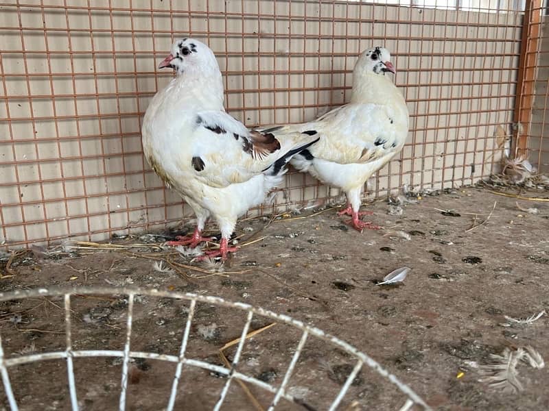 KING PIGEON (breeding pairs) 4