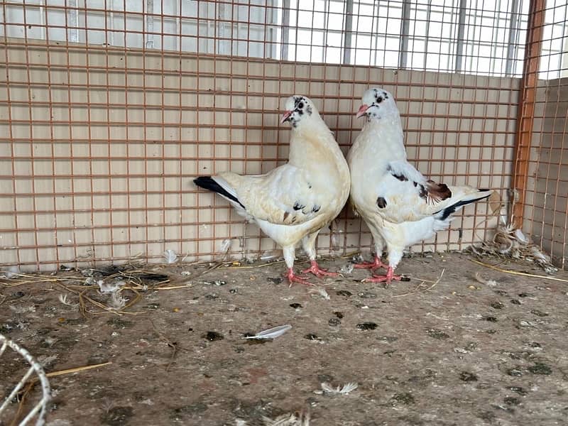 KING PIGEON (breeding pairs) 5