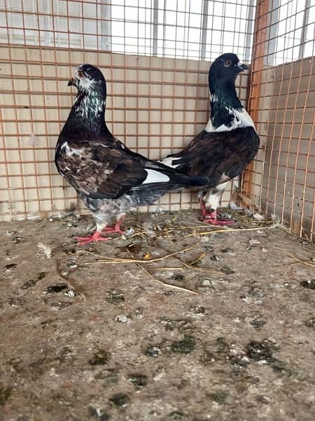 KING PIGEON (breeding pairs) 7