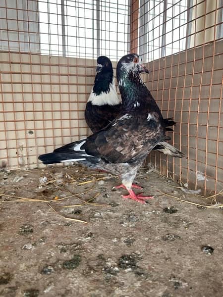 KING PIGEON (breeding pairs) 8