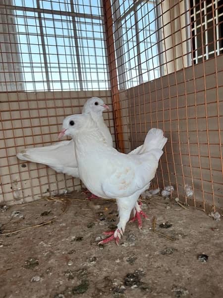 KING PIGEON (breeding pairs) 10